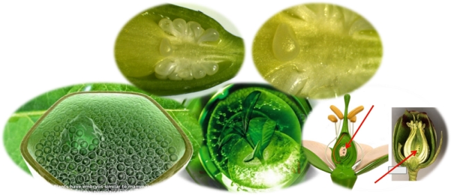 Hiểu đúng về mỹ phẩm tế bào gốc