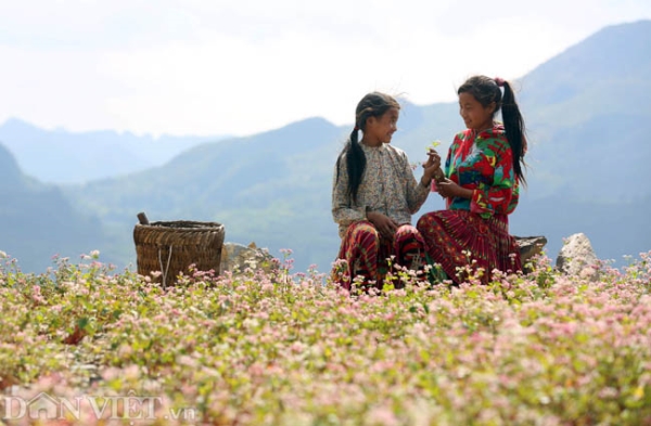 Mê mẩn những đồi hoa tam giác mạch ở Hà Giang
