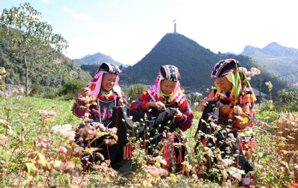 Mê mẩn những đồi hoa tam giác mạch ở Hà Giang