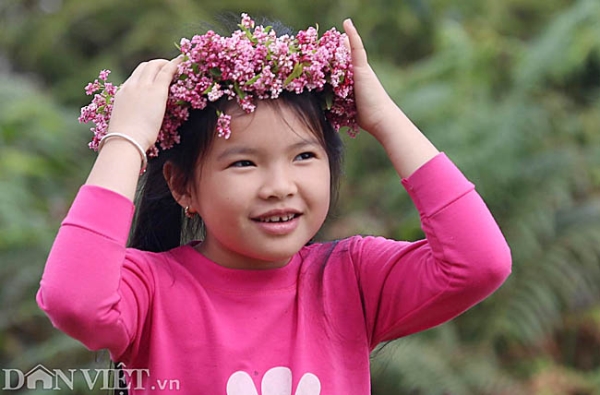 Mê mẩn những đồi hoa tam giác mạch ở Hà Giang