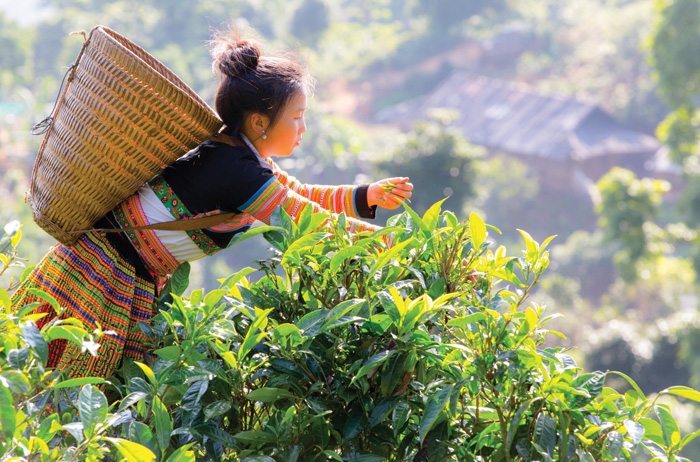 Phải lòng hương chè cổ Tà Xùa