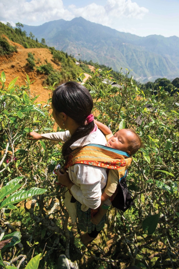 Phải lòng hương chè cổ Tà Xùa