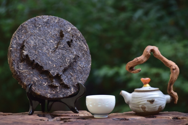 Phải lòng hương chè cổ Tà Xùa
