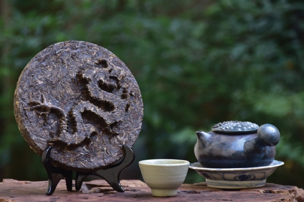 Phải lòng hương chè cổ Tà Xùa