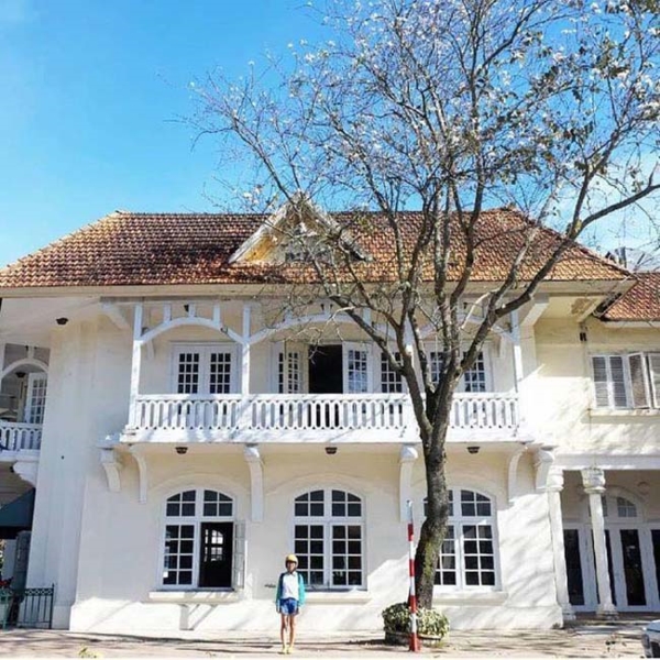 Tháng 1 hoa ban đã nở trắng trời, Đà Lạt đẹp tựa như một