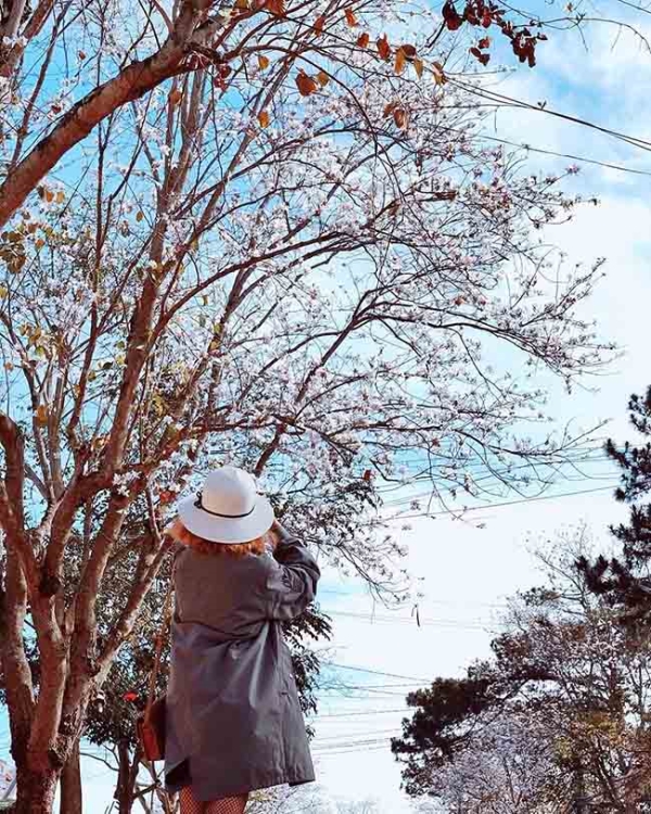 Tháng 1 hoa ban đã nở trắng trời, Đà Lạt đẹp tựa như một 