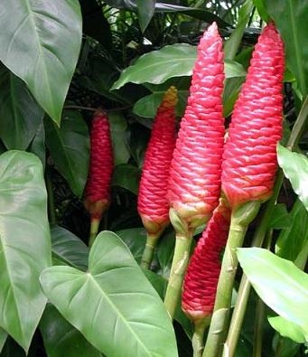 Tinh dầu gừng gió - một sản phẩm quý của hương liệu Việt Nam