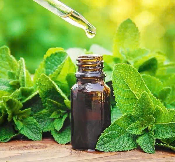 Tác dụng của tinh dầu bạc hà và các bước chưng cất đơn giản tại nhà