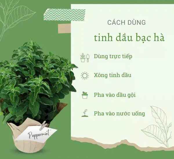 Cách dùng tinh dầu bạc hà