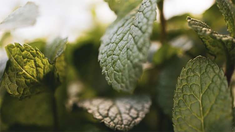 Nghiên cứu cho thấy, hít và ngửi mùi tinh dầu bạc hà dù chỉ trong thời gian ngắn cũng có thể ngăn chặn sự suy giảm nhận thức.