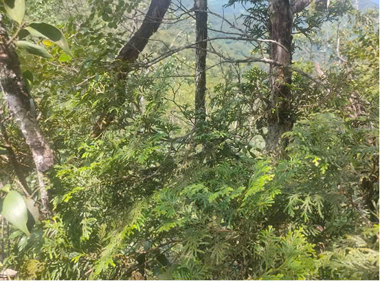 Tinh dầu bách xanh ở Pù Hoạt, dược liệu quý hiếm giữa đại ngàn