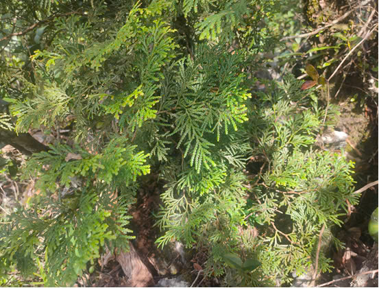 Cây bách xanh đang nằm trong danh sách thực vật nguy cấp cần bảo vệ theo Sách đỏ quốc gia. (Ảnh: Văn Mạnh).