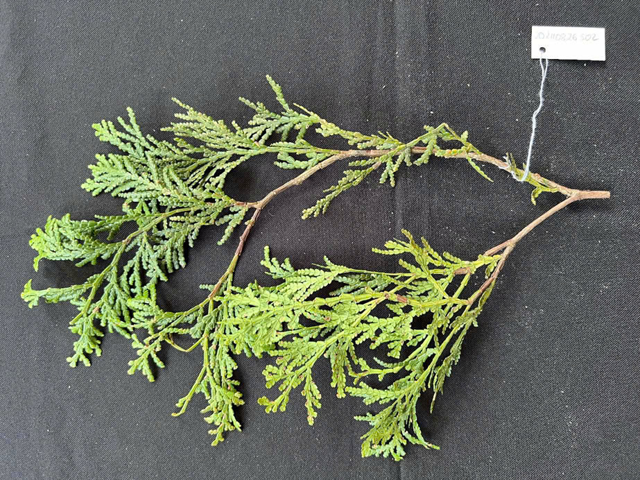 Các mẫu cành và thân cây bách xanh được thu thập tại khu vực rừng đặc dụng Pù Hoạt. (Ảnh: Văn Mạnh).