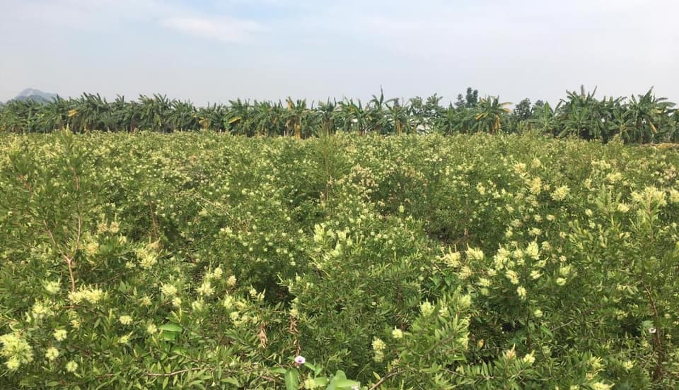 HTX Dược liệu Đông Sơn (phường Trung Sơn, tỉnh Ninh Bình) đã từng bước xây dựng thành công mô hình phát triển kinh tế bền vững dựa trên cây tràm dược liệu