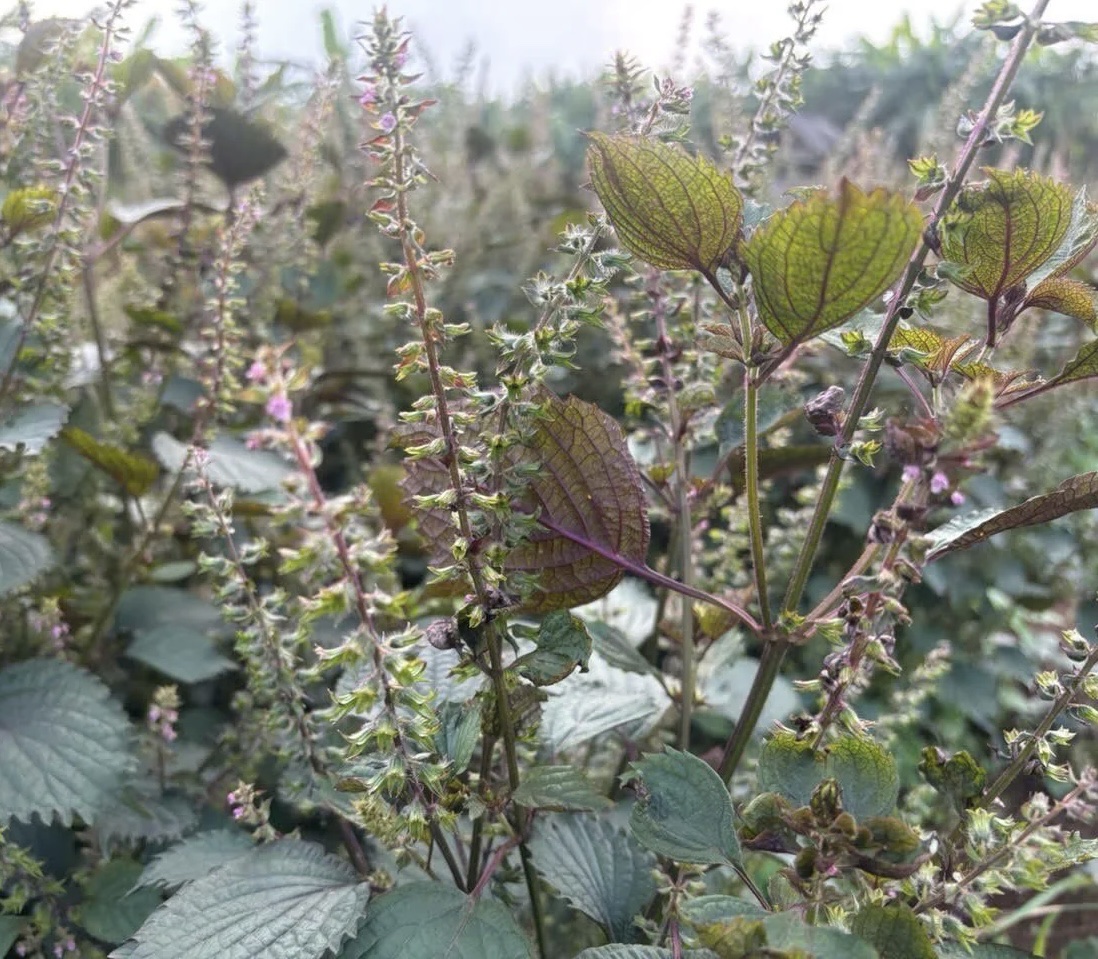 Ứng dụng mô phân sinh trong trồng cây tía tô lấy tinh dầu