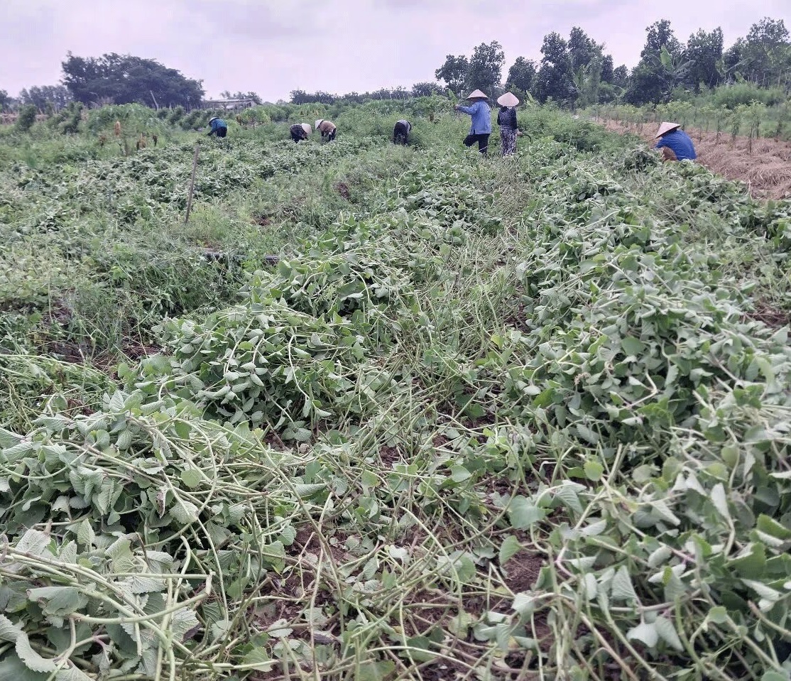 Nông dân đang thu hoạch cây húng chanh để chưng cất tinh dầu