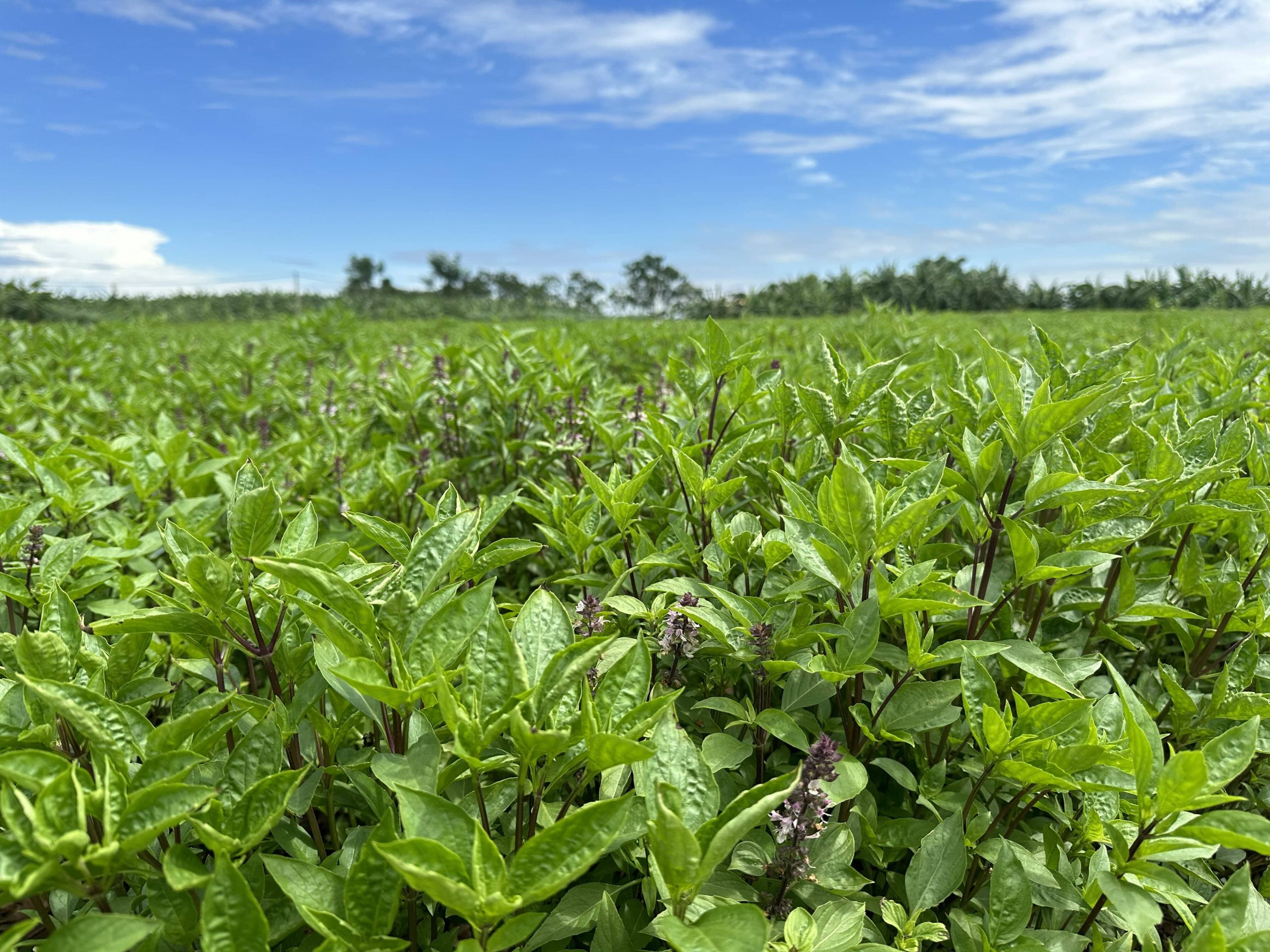 Cây húng quế - Nguồn nguyên liệu cung cấp tinh dầu tự nhiên