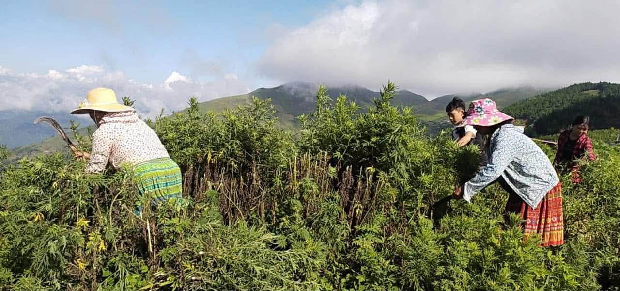 Khởi nghiệp tinh dầu bền vững