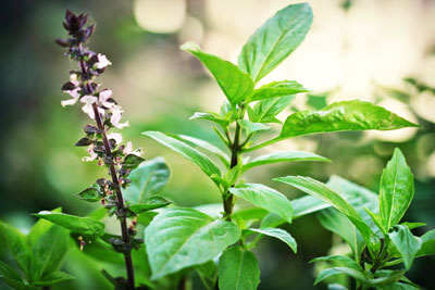 Lá húng quế hỗ trợ giảm đau họng và nghẹt mũi