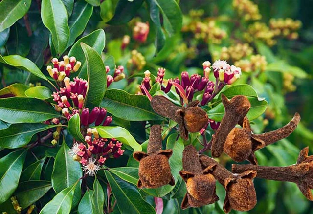 Cây và vị thuốc đinh hương.