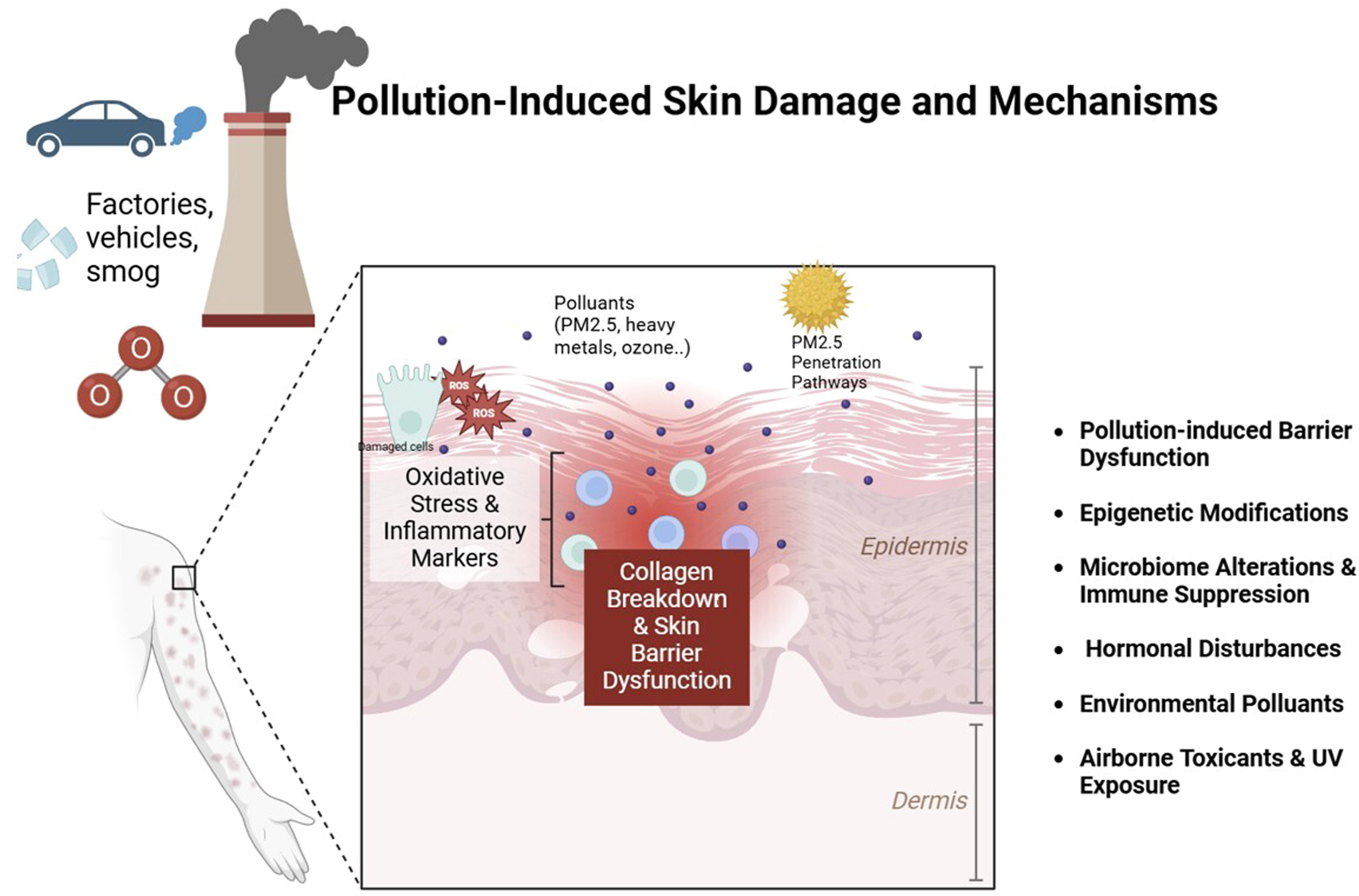 mỹ phẩm từ bơ