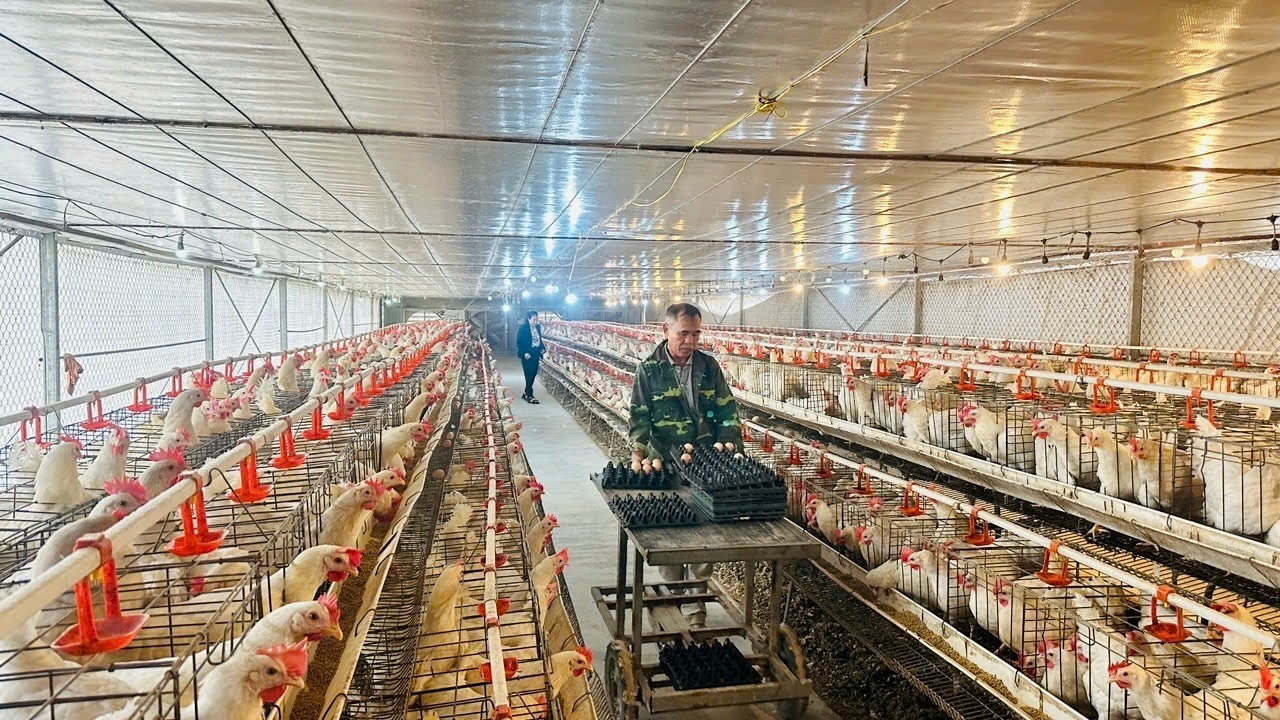 Nuôi gà sinh sản theo tiêu chuẩn VietGAHP và kết hợp bổ sung thảo dược giúp đàn gà luôn khỏe mạnh, sinh trưởng ổn định, hạn chế tối đa sốc nhiệt, cho trứng đều, năng suất cao hơn nhiều so với nuôi truyền thống.