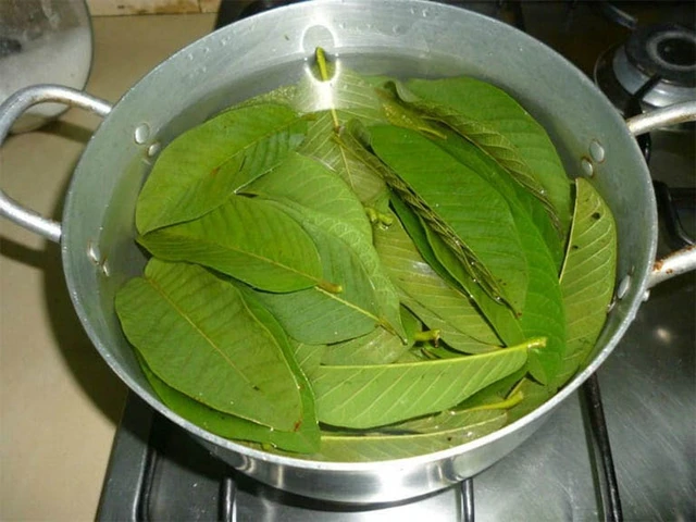 Dùng lá ổi tươi đun với nước rồi ủ tóc giúp cân bằng độ ẩm, giảm rụng tóc.