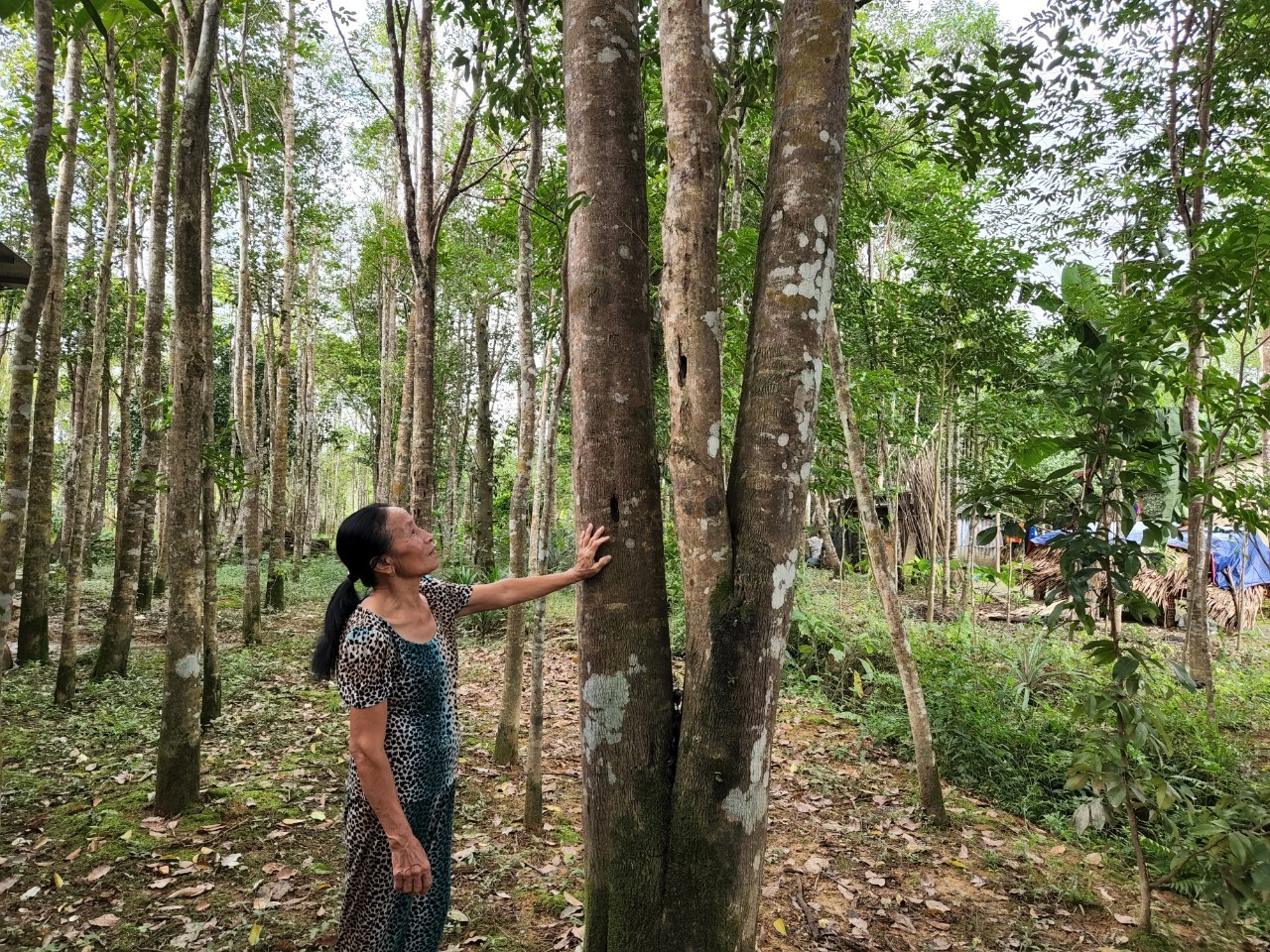 Cây gió trầm ngày càng mang lại hiệu quả kinh tế cho người dân.