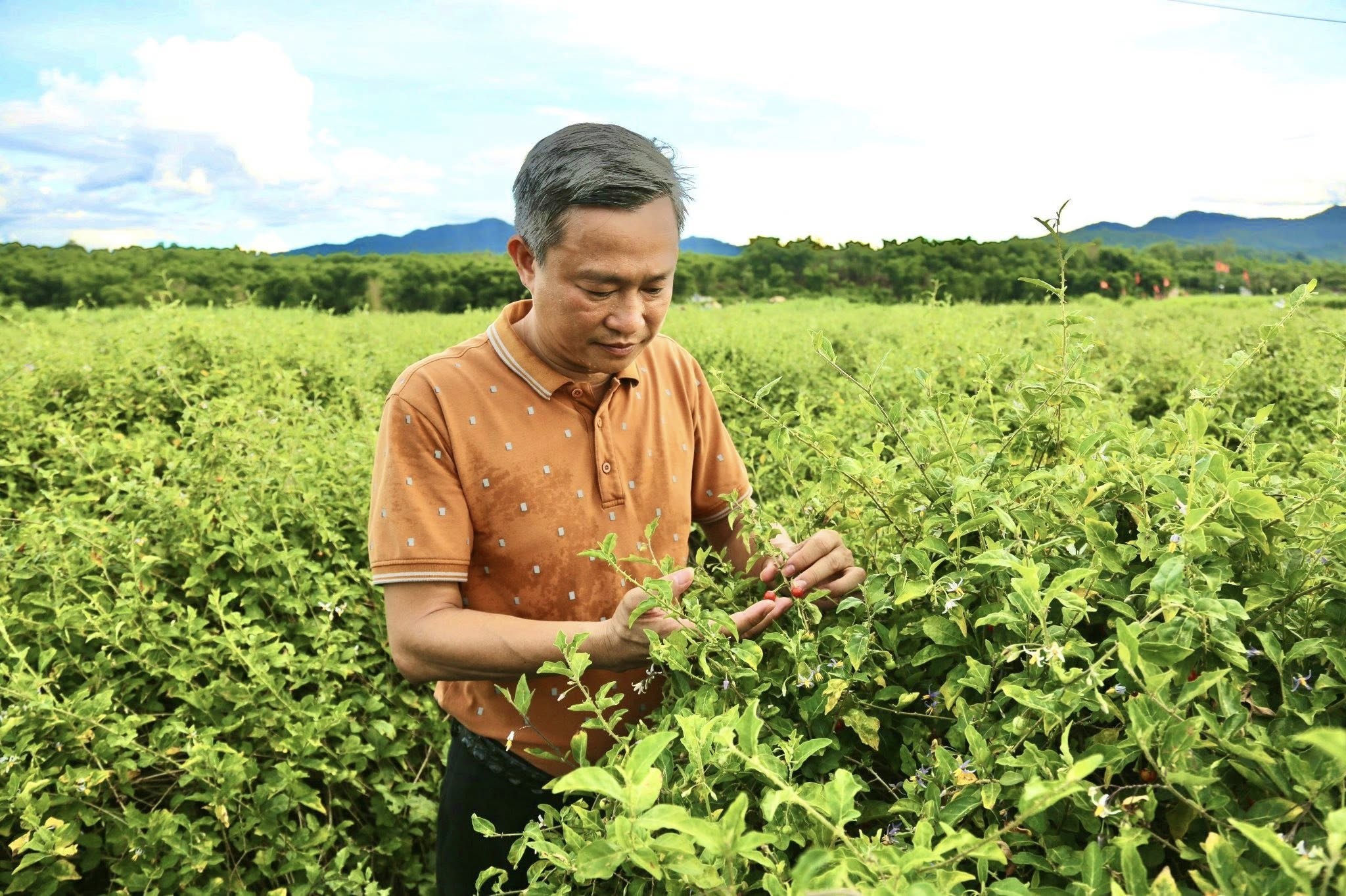 Cây dược liệu cà gai leo của Công ty Dược liệu Pù Mát phủ xanh cánh đồng miền Tây Nghệ An.