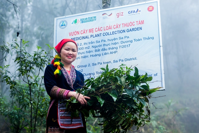 người Dao đỏ từ lâu đã gắn bó với tri thức bản địa về dược liệu, cây thuốc, lá rừng.