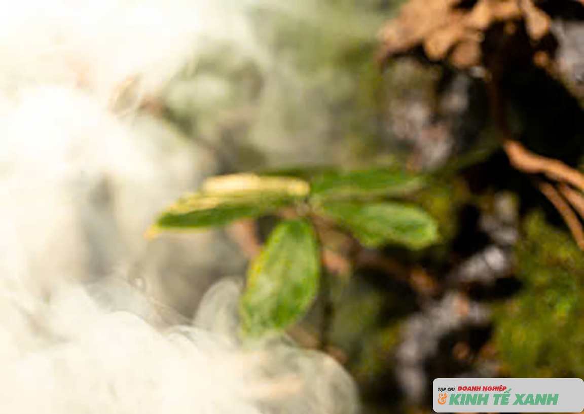 Sâm Ngọc Linh trồng tại Kon Tum (cũ) nay tỉnh Quảng Ngãi.