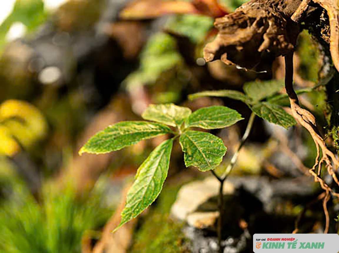 Sâm Ngọc Linh đang phát triển tốt tại vùng cao của tỉnh Quảng Ngãi