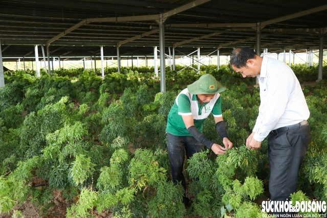 Người dân tham gia mô hình trồng cây dược liệu. Ảnh: Duy Ngọc.