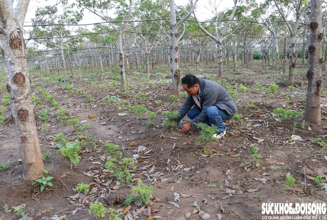 Trước đây, vườn mủ trôm rộng gần 3ha của gia đình anh Trịnh Ngọc Hùng cây dại mọc um tùm thì nay đã bắt đầu được phủ xanh bởi cây đinh lăng. Ảnh: Duy Ngọc.
