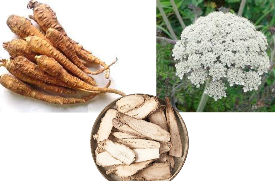 Hình ảnh cây và vị thuốc bạch chỉ.