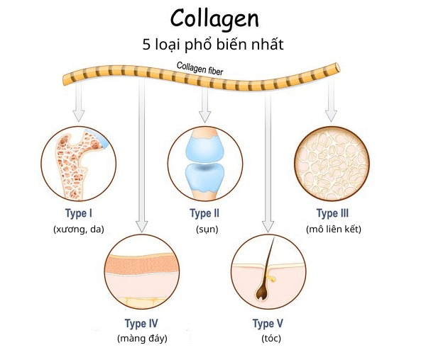Tùy từng nhu cầu bổ sung mà chọn type collagen phù hợp.