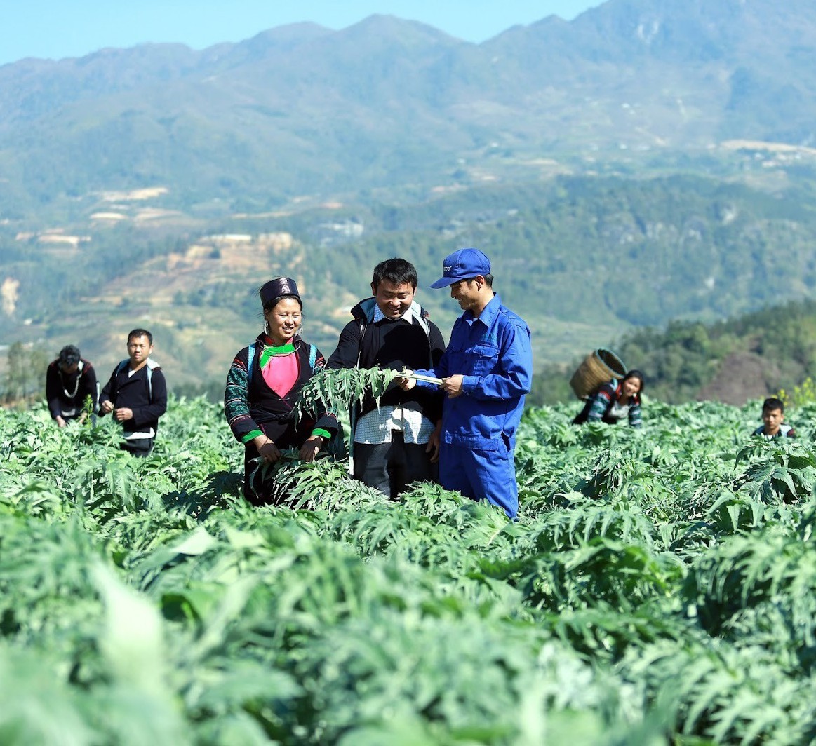 Bà con miền núi trồng cây thuốc