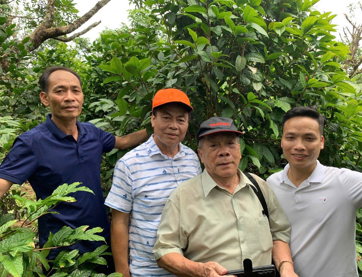 Những người bảo tồn cây thuốc chè Hoa Vàng tại Lục Nam