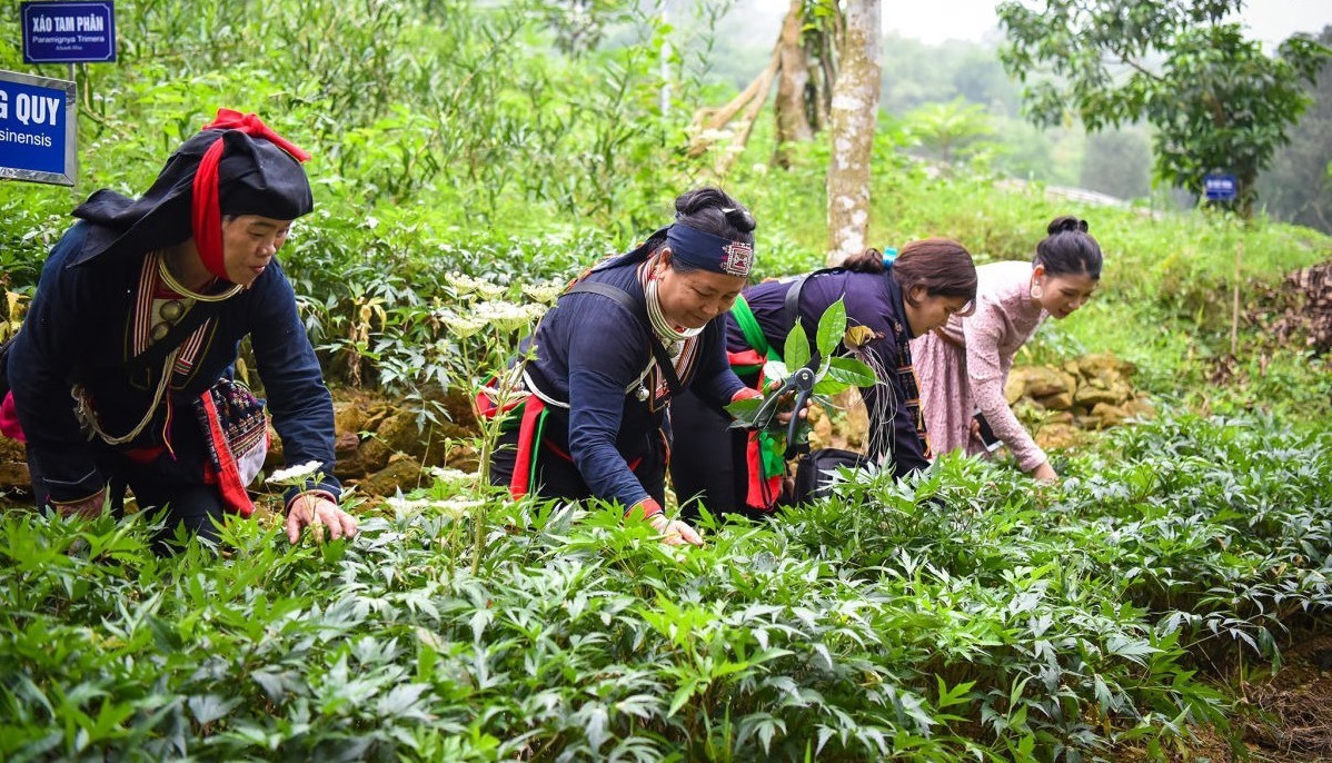 Bà con miền núi trồng cây thuốc