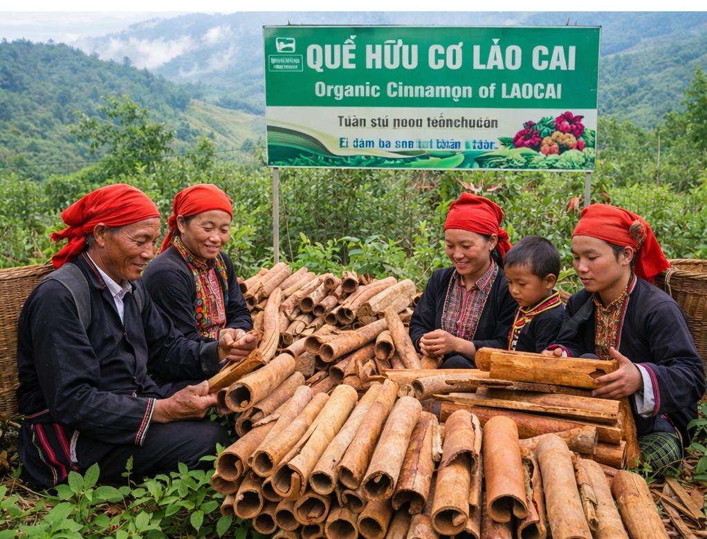 Làm giàu từ cây quế, hướng đi bền vững của đồng bào Dao Lào Cai.