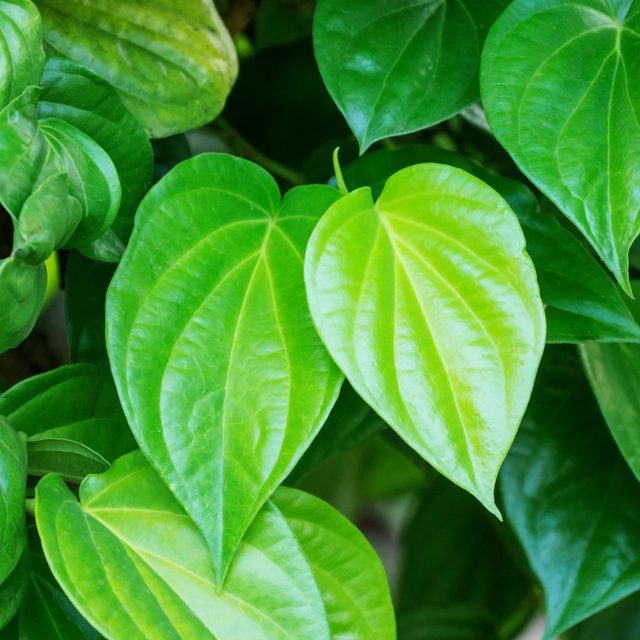 Tinh dầu trầu không được chiết xuất chủ yếu bằng phương pháp chưng cất hơi nước từ lá tươi.