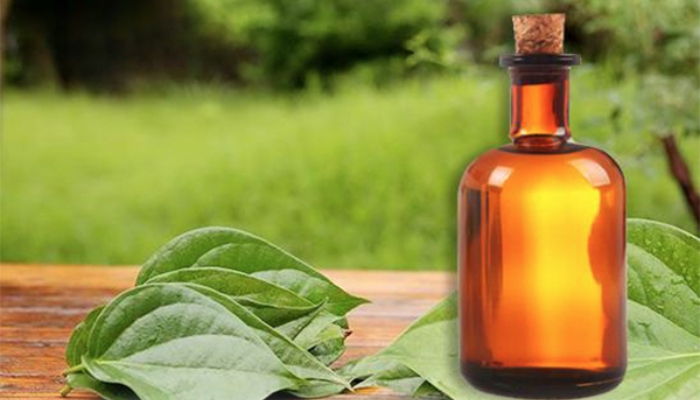 Tinh dầu trầu không có tác dụng kháng khuẩn