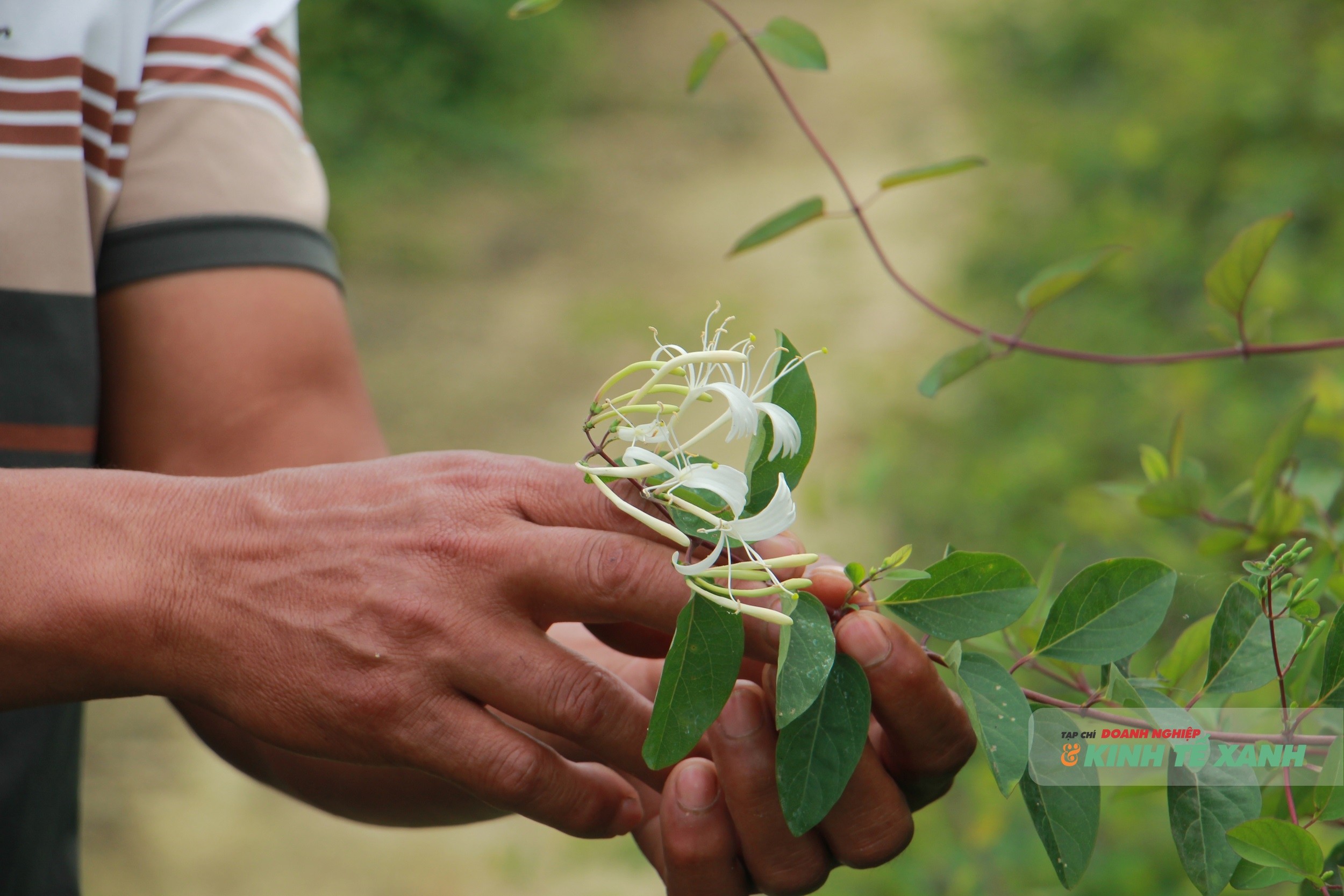 Dược liệu hoa kim ngân có giá trị kinh tế cao, lên tới 700.000 đồng/kg sau khi phơi khô.