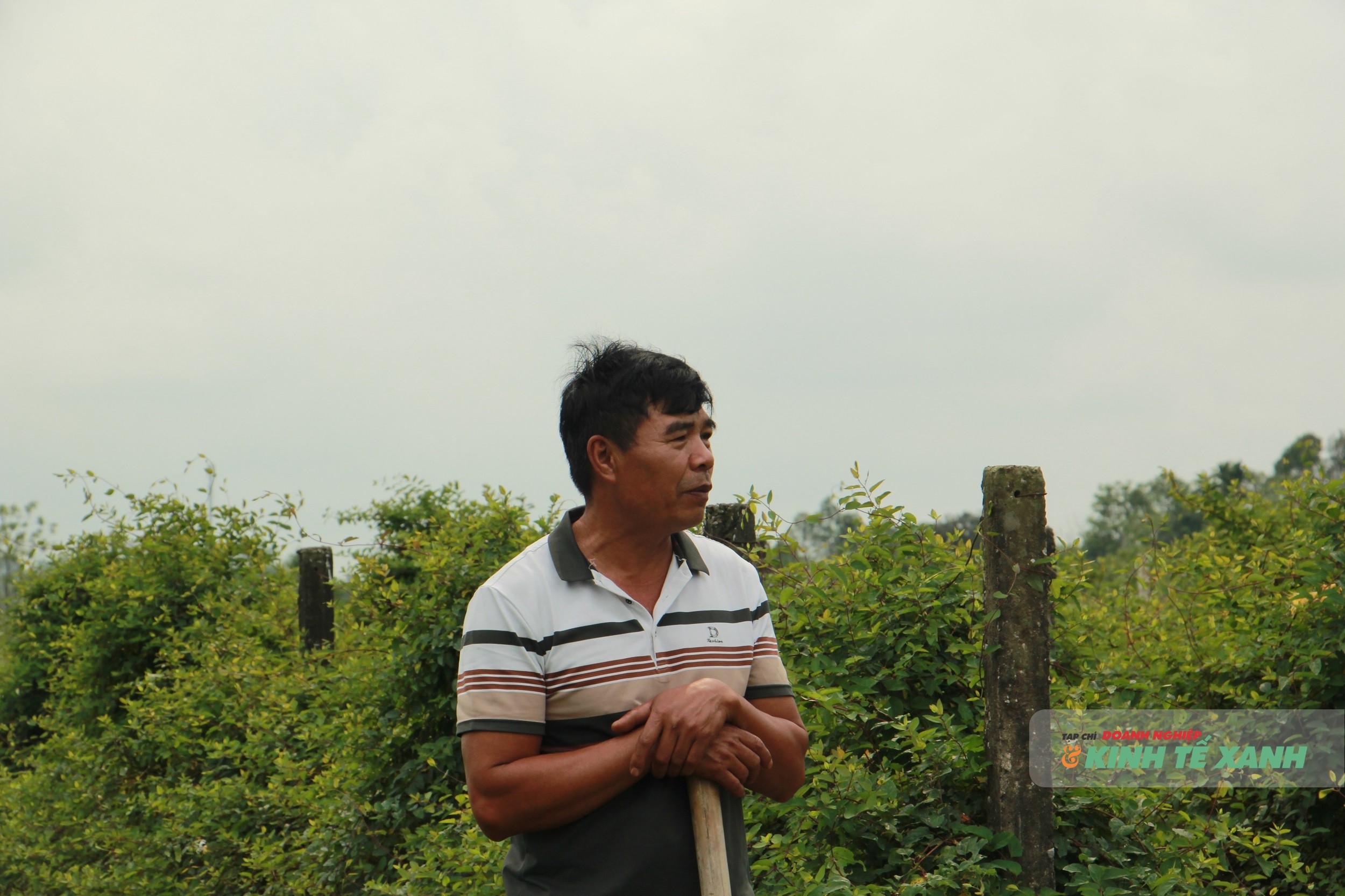 Theo ông Minh, trồng dược liệu chỉ vất vả lúc làm cỏ và thu hoạch, tuy nhiên nhờ ứng dụng phủ bạt nilon nên đã tiết kiệm được tối đa nhân công và giữ độ ẩm cho đất.