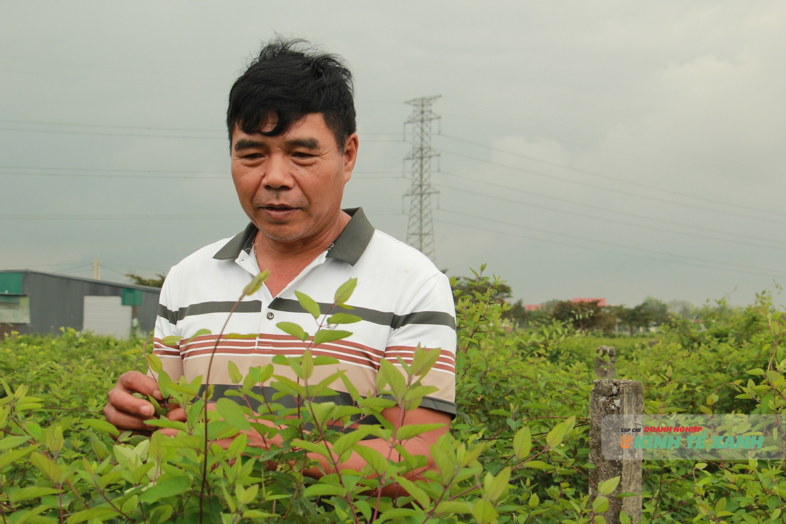 Người nông dân làm giàu từ dược liệu Lê Xuân Minh kiểm tra vườn kim ngân hoa.