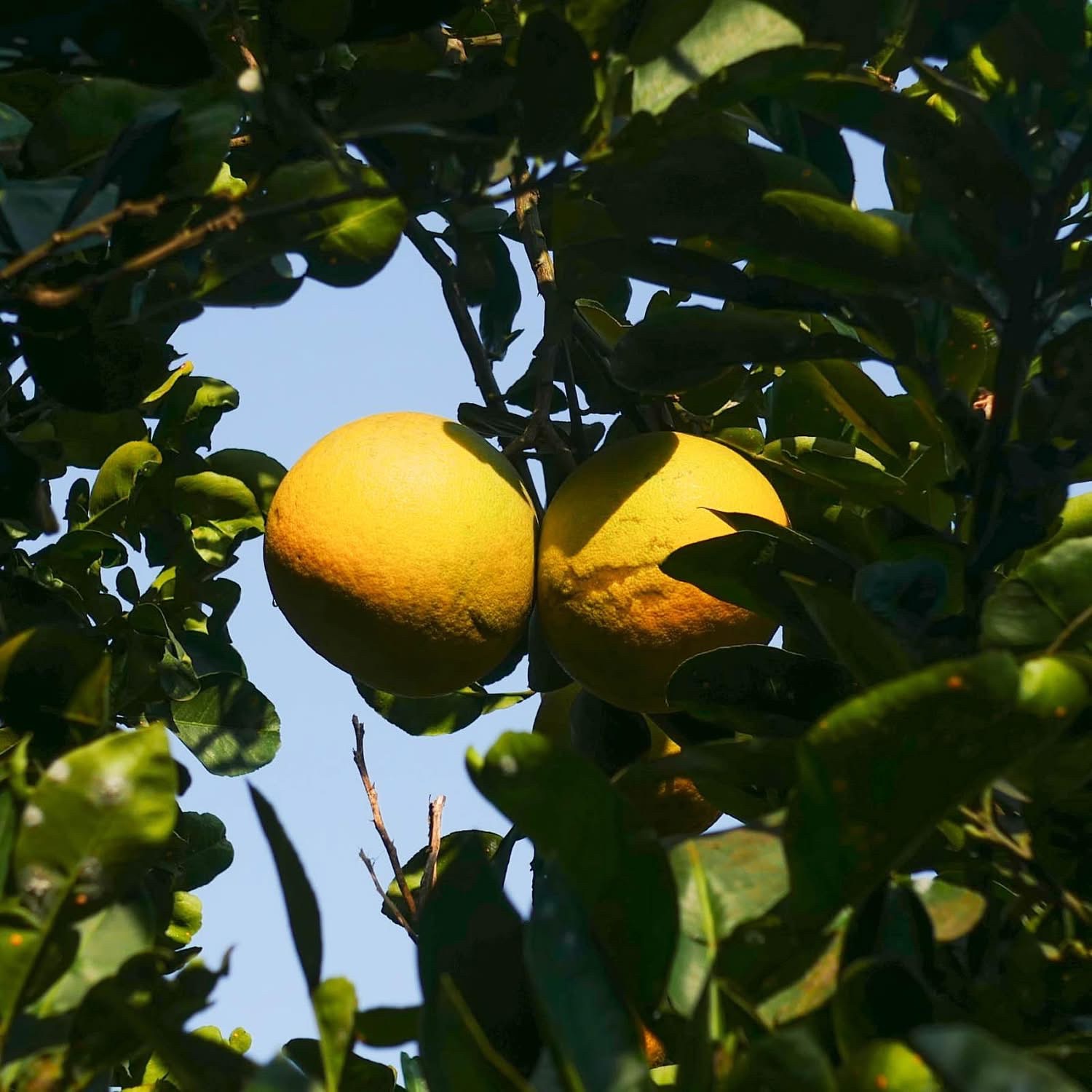 Furocoumarin là một nhóm hợp chất hữu cơ tự nhiên thuộc họ coumarin tồn tại phổ biến trong họ cam quýt (chanh, bưởi, cam đắng). Nguồn: Internet