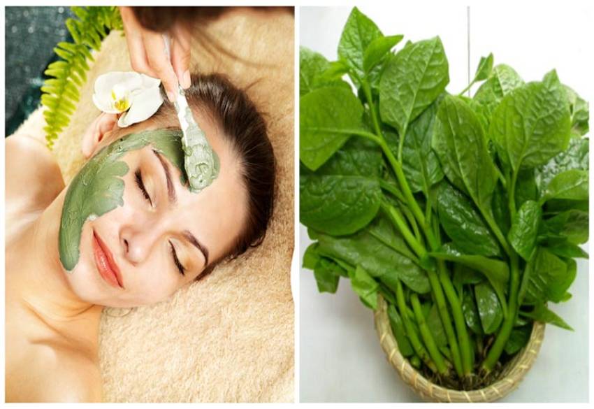 Rau mồng tơi chứa nhiều hoạt chất có tác dụng chống lão hóa.