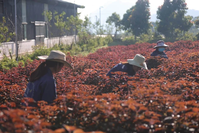 Vùng trồng dược liệu của Tập đoàn TH.
