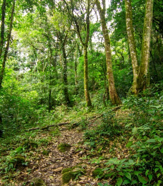 Trồng dược liệu dưới tán rừng của Tập đoàn TH vừa tạo giá trị kinh tế, vừa góp phần bảo vệ rừng và hệ sinh thái.