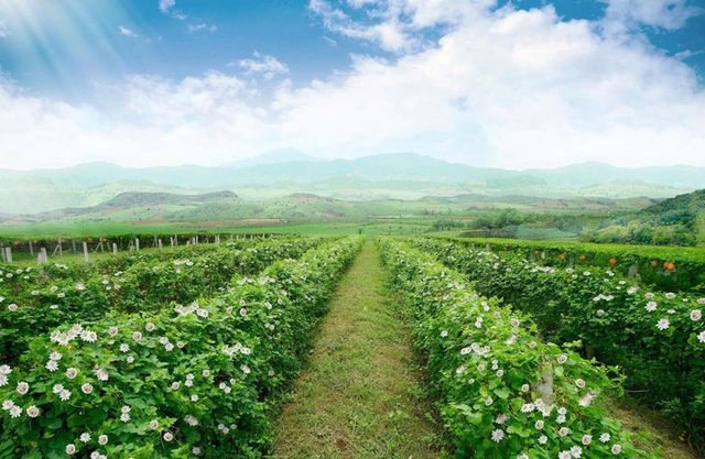 Một góc trong khu vực canh tác dược liệu đạt chứng nhận hữu cơ Mỹ và châu Âu của Tập đoàn TH tại Yên Thành, Nghệ An.